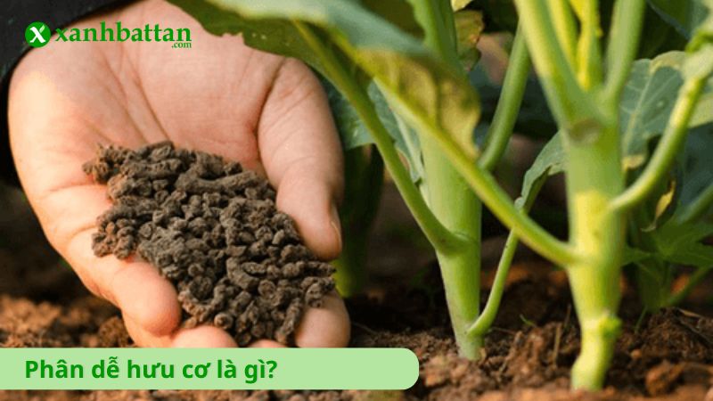 Phân dê hữu cơ là gì?