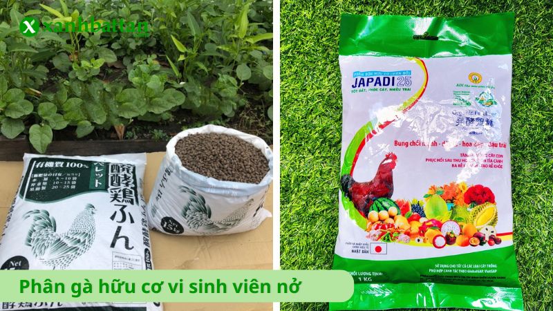 Phân gà hữu cơ vi sinh viên nở