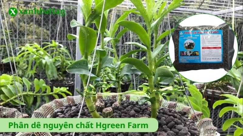 Phân dê nguyên chất Hgreen Farm