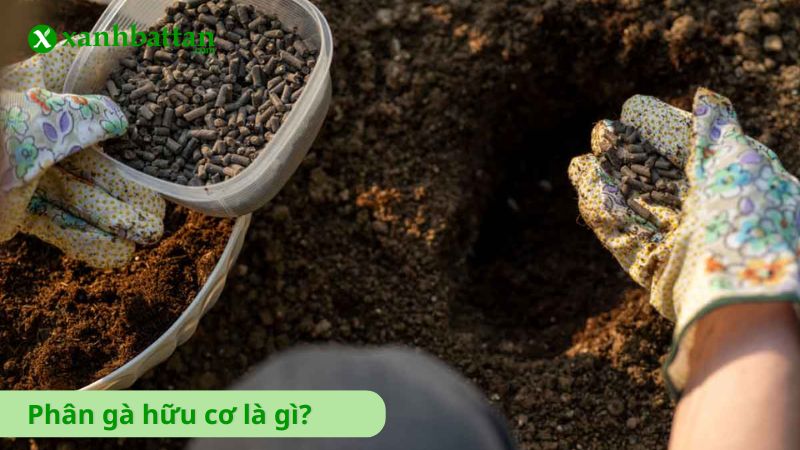 Phân gà hữu cơ là gì?