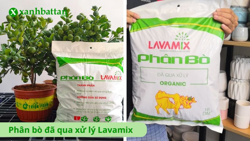 Phân bò đã qua xử lý Lavamix