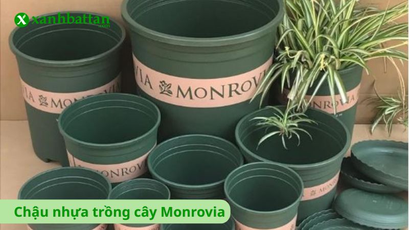 Chậu nhựa trồng cây Monrovia