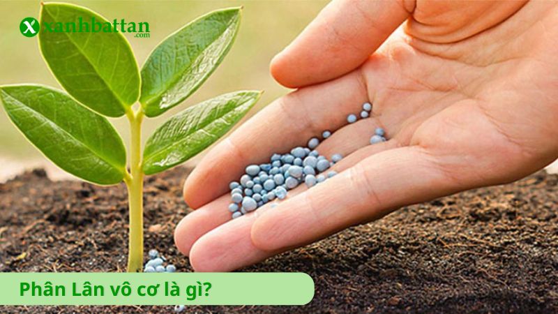 Phân lân bón cây là gì?