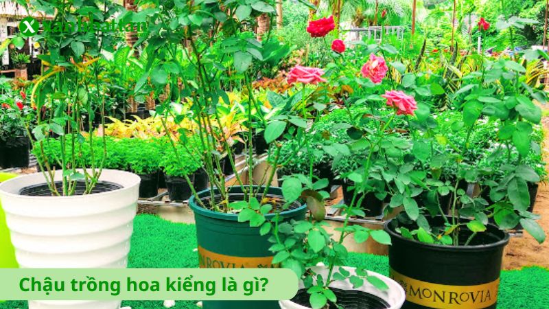 Chậu trồng hoa kiểng là gì?