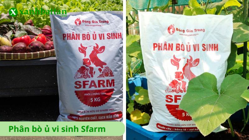 Phân bò ủ vi sinh Sfarm