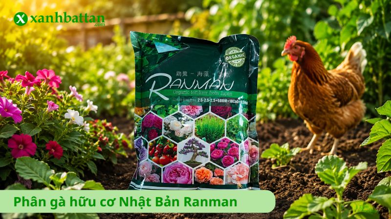 Phân gà hữu cơ Nhật Bản Ranman