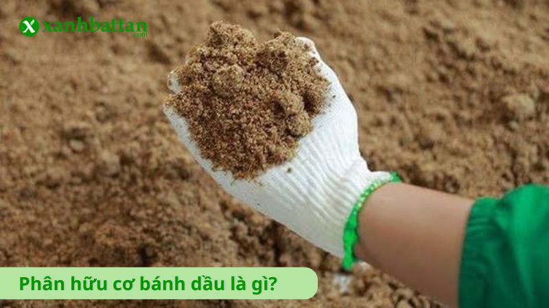 Phân bánh dầu hữu cơ là gì?