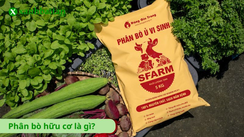 Phân bò hữu cơ là gì?