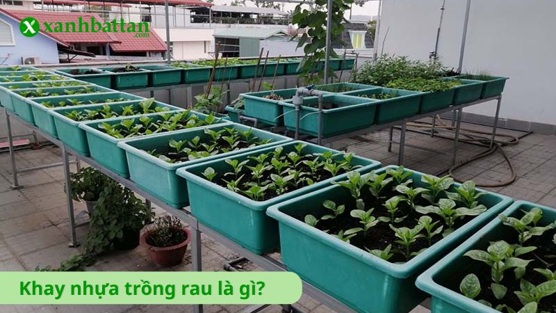 Khay trồng rau nhựa là gì?