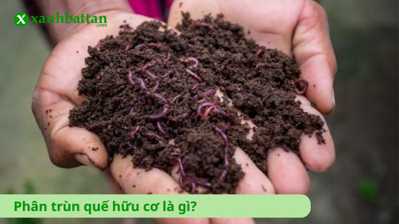 Phân trùn quế hữu cơ là gì?