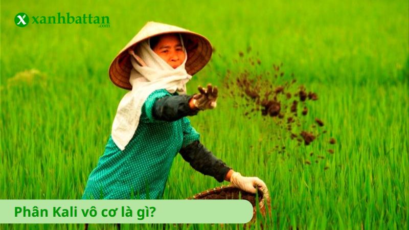 Phân Kali bón cây là gì?