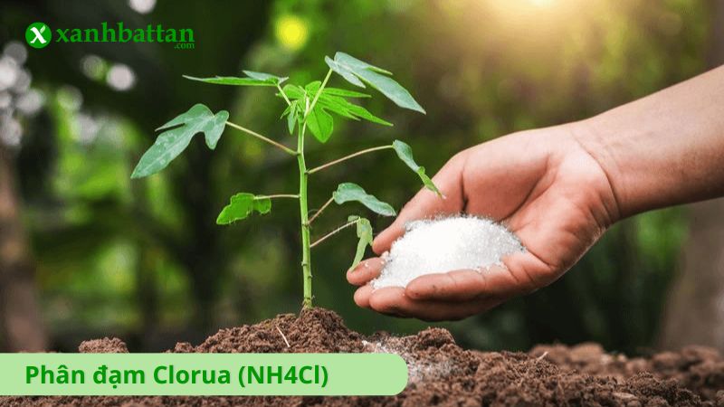 Phân đạm Clorua (NH4Cl)