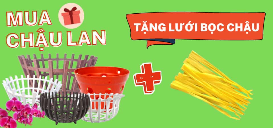 Mua chậu lan tặng lưới bọc chậu