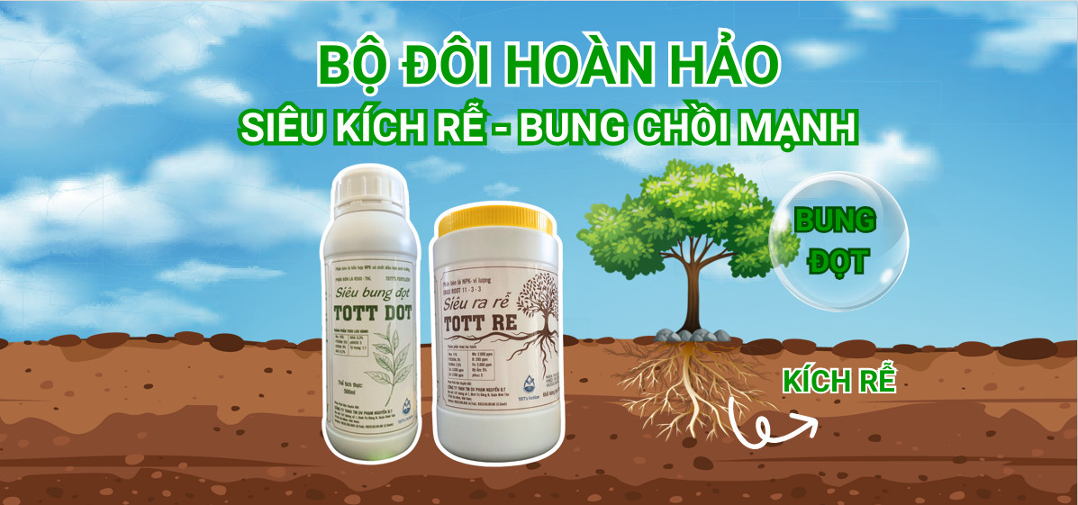 Combo kích bung chồi