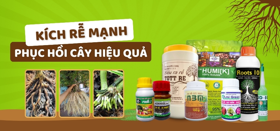 Các sản phẩm kích rễ