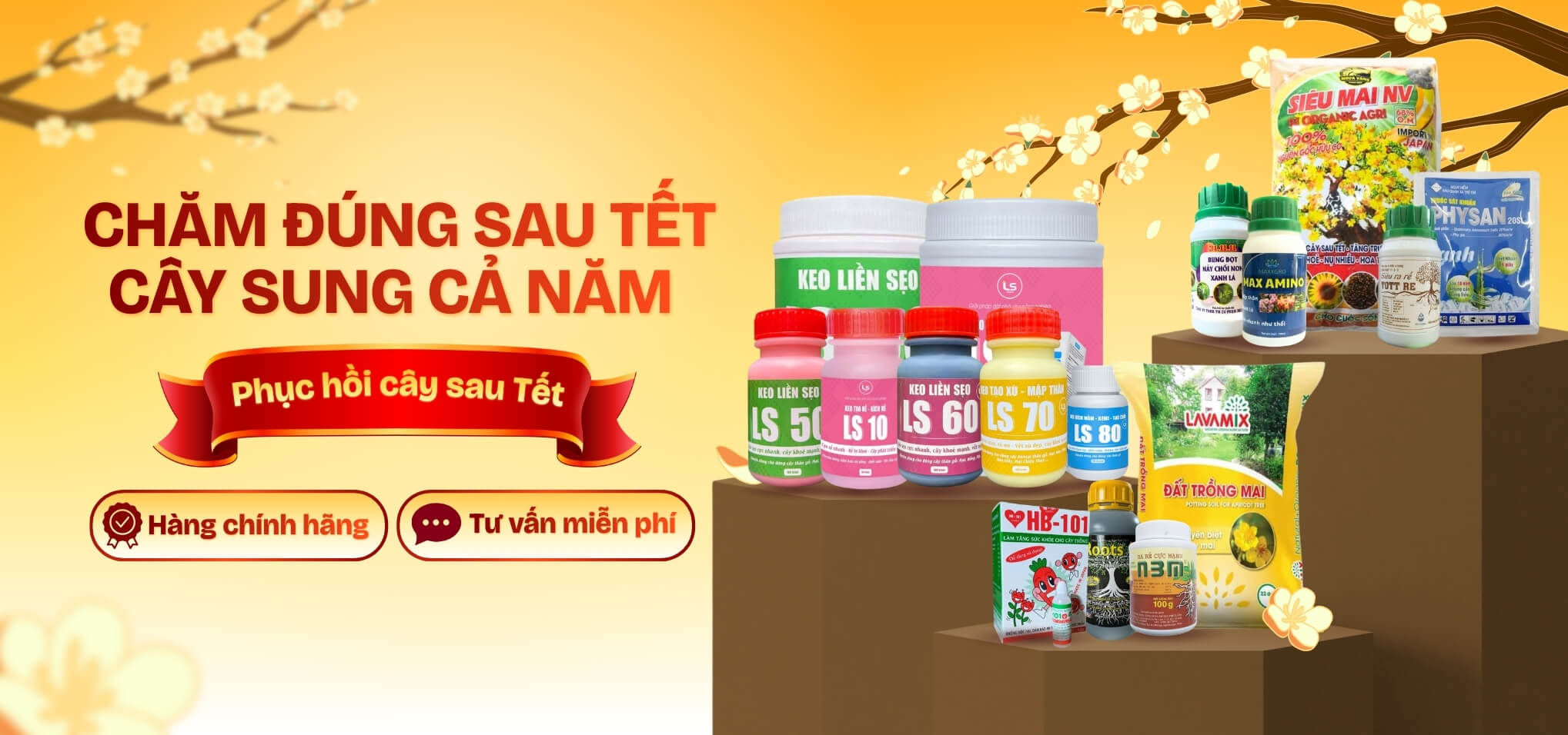 Chăm sóc cây sau tết