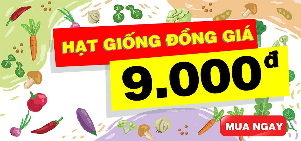 HẠT GIỐNG ĐỒNG GIÁ 9K