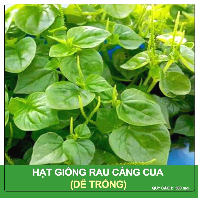 Hạt Giống Rau Càng Cua Phú Nông Gói 500 mg
