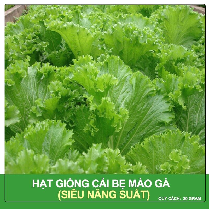 Hạt Giống Cải Bẹ Mào Gà Phú Nông Gói 20 Gram