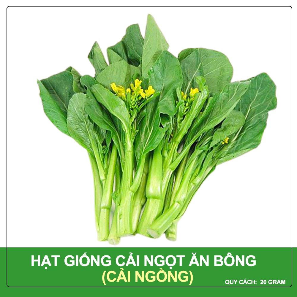 Hạt Giống Cải Ngọt Ăn Bông (Cải Ngồng) Phú Nông Gói 20 Gram