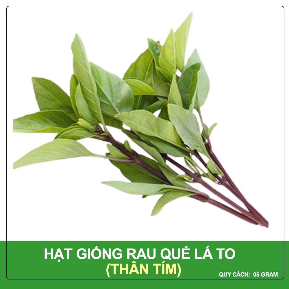 Hạt Giống Rau Quế Lá To Phú Nông Gói 5 Gram