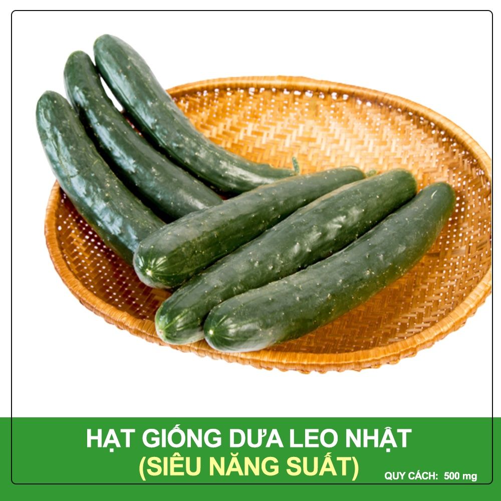 Hạt Giống Dưa Leo Nhật Phú Nông