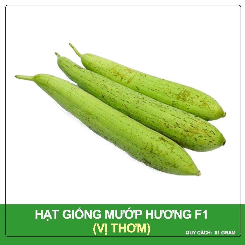 Hạt Giống Mướp Hương F1 Phú Nông Gói 1 Gram