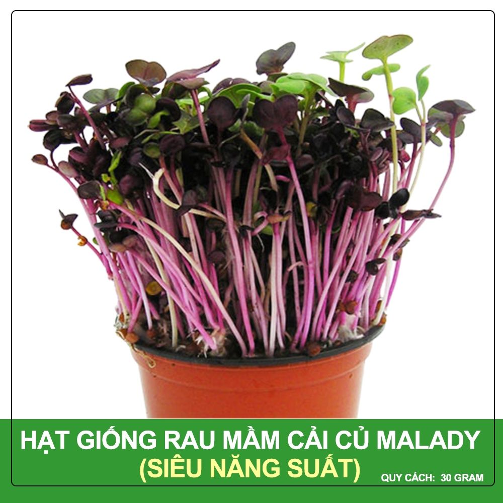 Hạt Giống Mầm Củ Cải Malady Phú Nông Gói 30 Gram