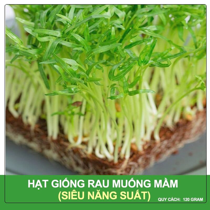 Hạt Giống Mầm Rau Muống Sprouting Radish Hapi Green Gói 100 Gram