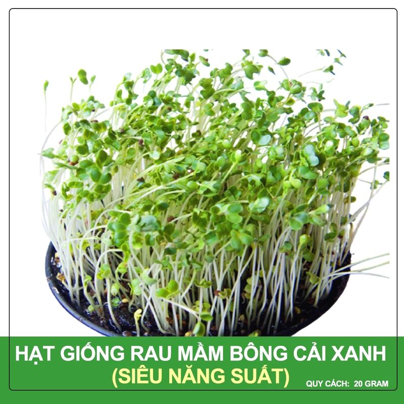 Hạt Giống Mầm Bông Cải Xanh Italia Phú Nông Gói 20 Gram