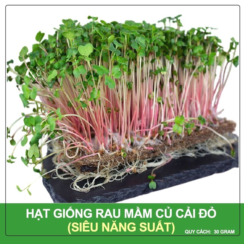 Hạt Giống Rau Mầm Củ Cải Đỏ Phú Nông Gói 30 Gram