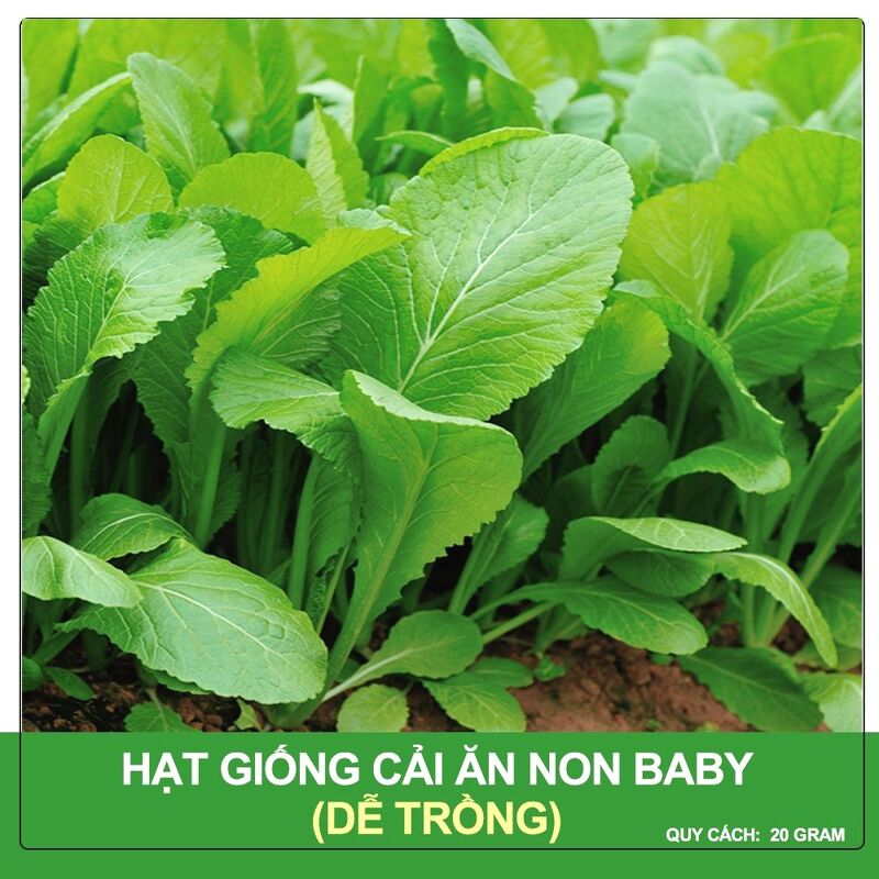 Hạt Giống Cải Ăn Non Baby Phú Nông Gói 20 Gram
