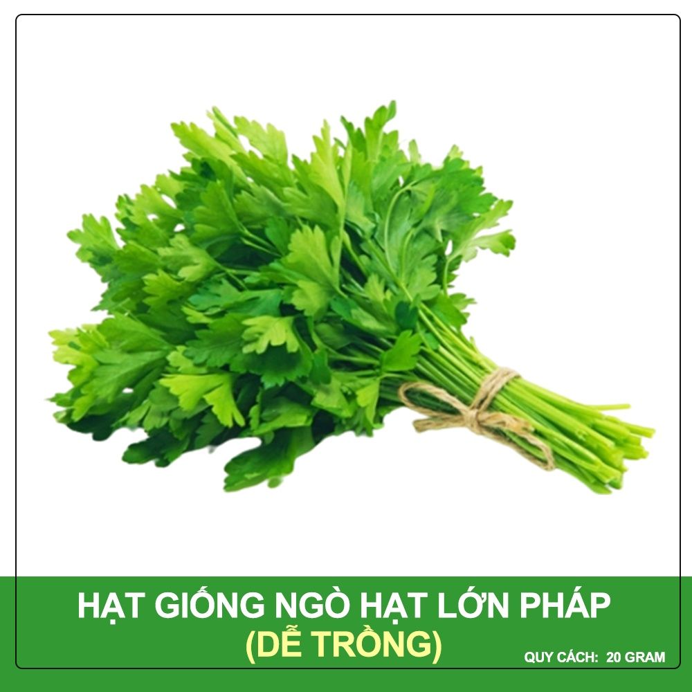 Hạt Giống Ngò Hạt Lớn Pháp Phú Nông Gói 20 Gram