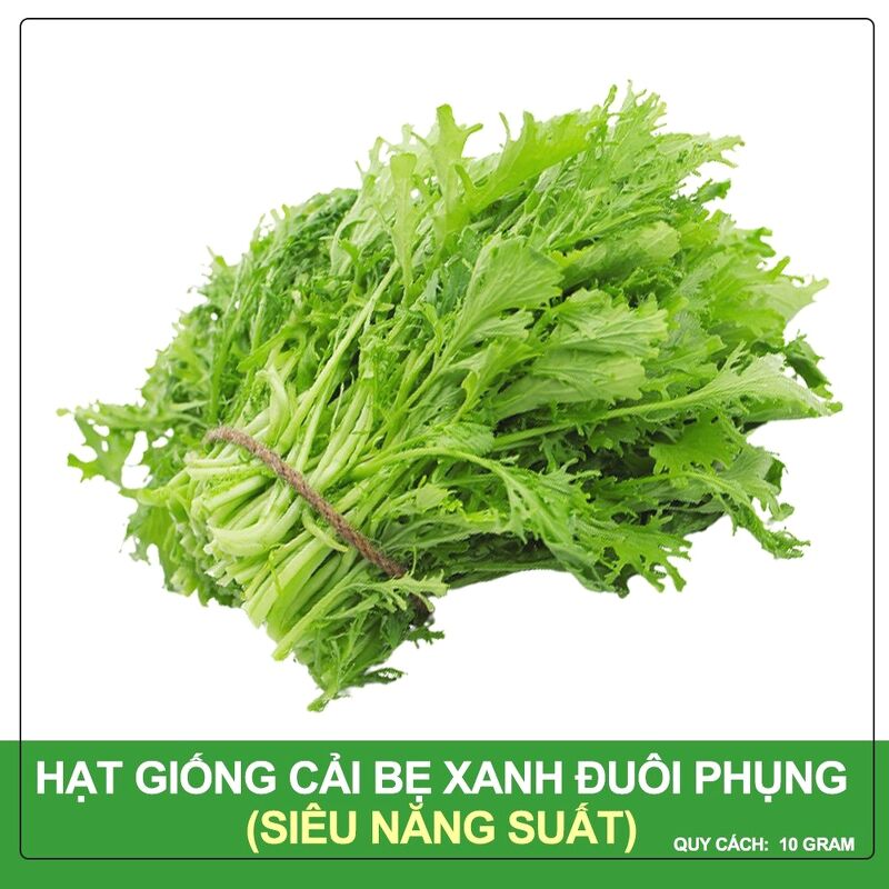 Hạt Giống Cải Bẹ Xanh Ngọt Đuôi Phụng Phú Nông Gói 10 Gram