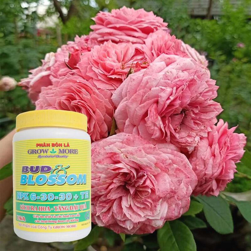 Interfaz de usuario de Bonrush