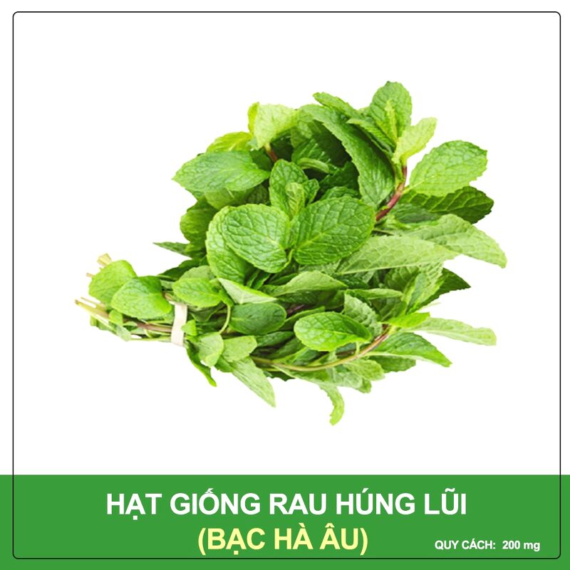 Hạt giống Húng Lũi (Bạc Hà Âu) - Hạt Nảy Mầm Cao, Sinh Trưởng Nhanh