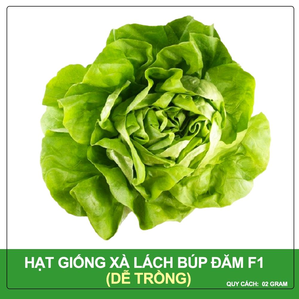Hạt Giống Xà Lách Búp Đăm Chịu Mưa, Cuốn Búp To, Dễ Nảy Mầm 2 Gram