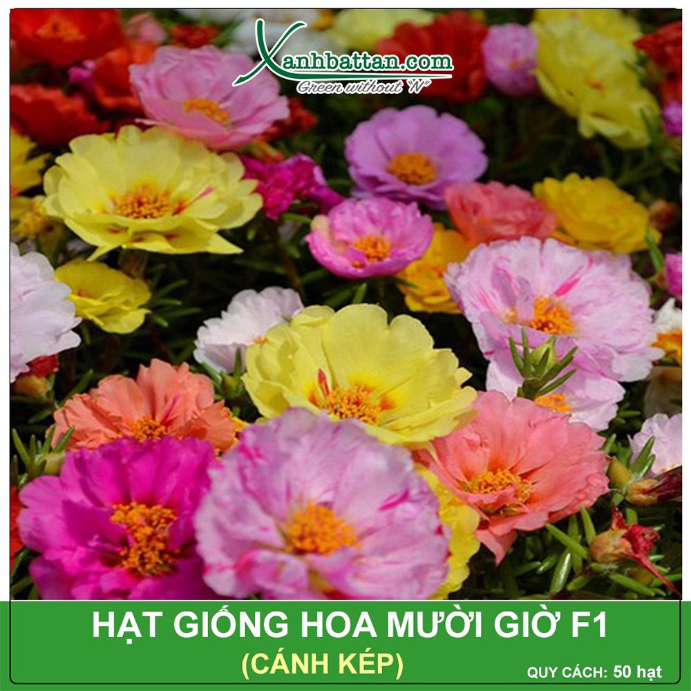 Hạt Giống Hoa Mười Giờ Kép Mix Gói 30 Hạt