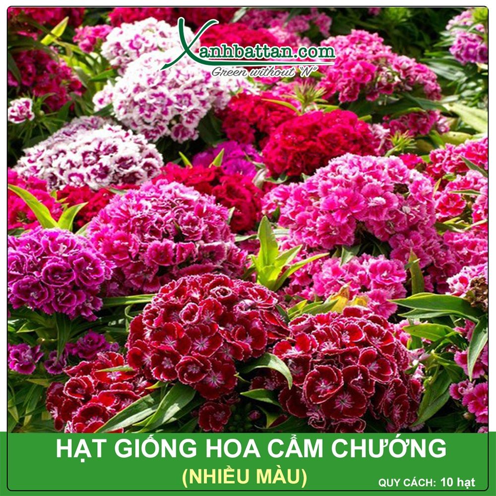 Hạt Giống Hoa Cẩm Chướng Full Mix Gói 10 Hạt