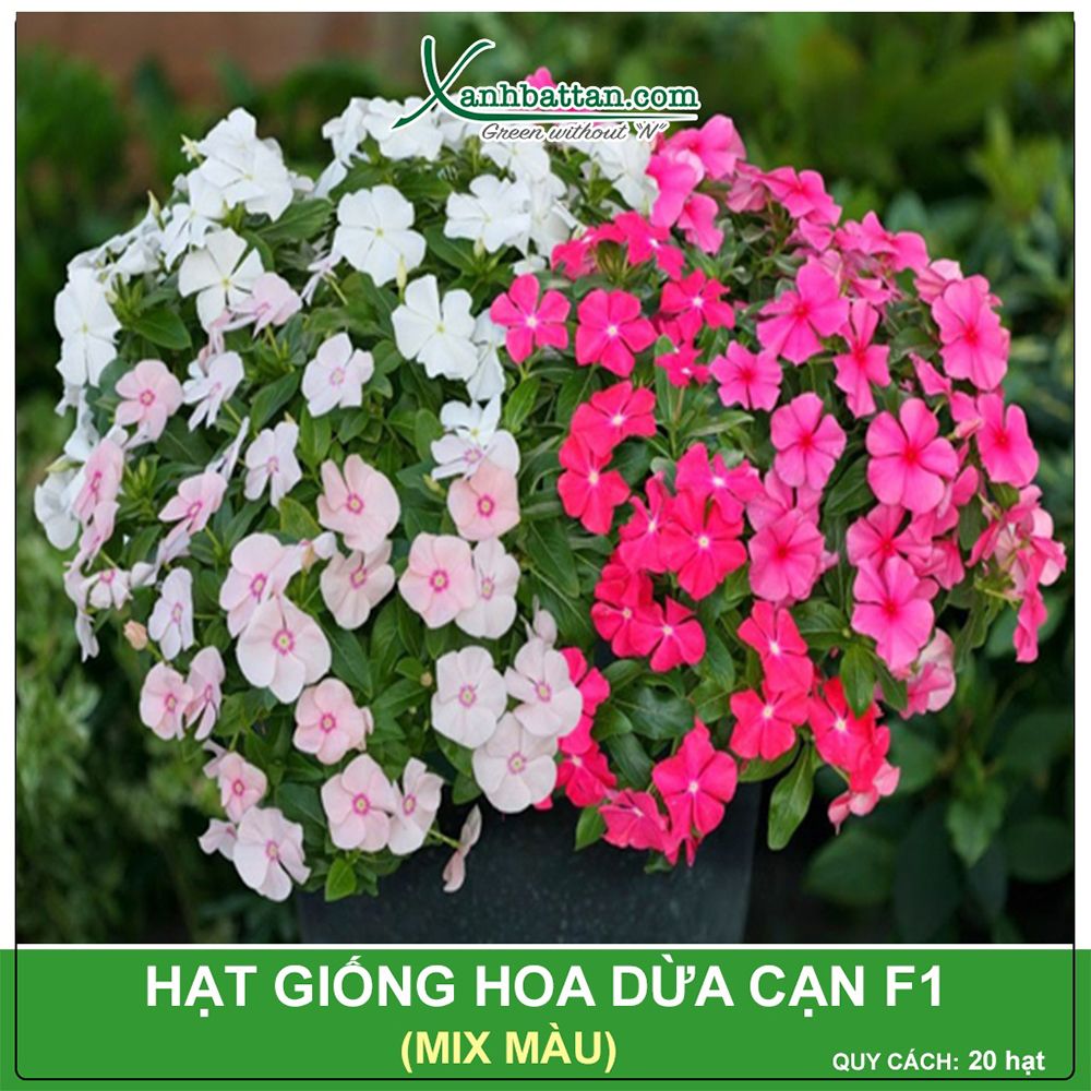 Hạt Giống Hoa Dừa Cạn Mix Pacific Gói 10 Hạt