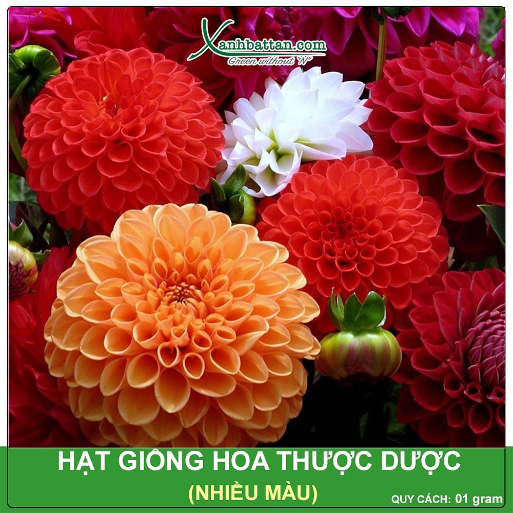 Hạt Giống Hoa Thược Dược Gói 200 mg