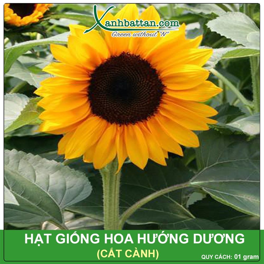 Hạt Giống Hoa Hướng Dương Gói 1 Gram