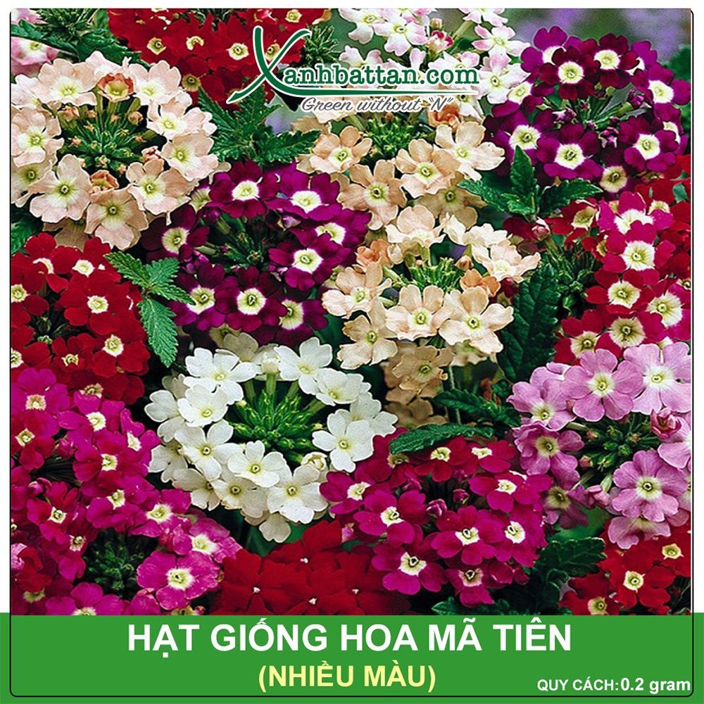 Hạt Giống Hoa Mã Tiên Gói 0.2 Gram