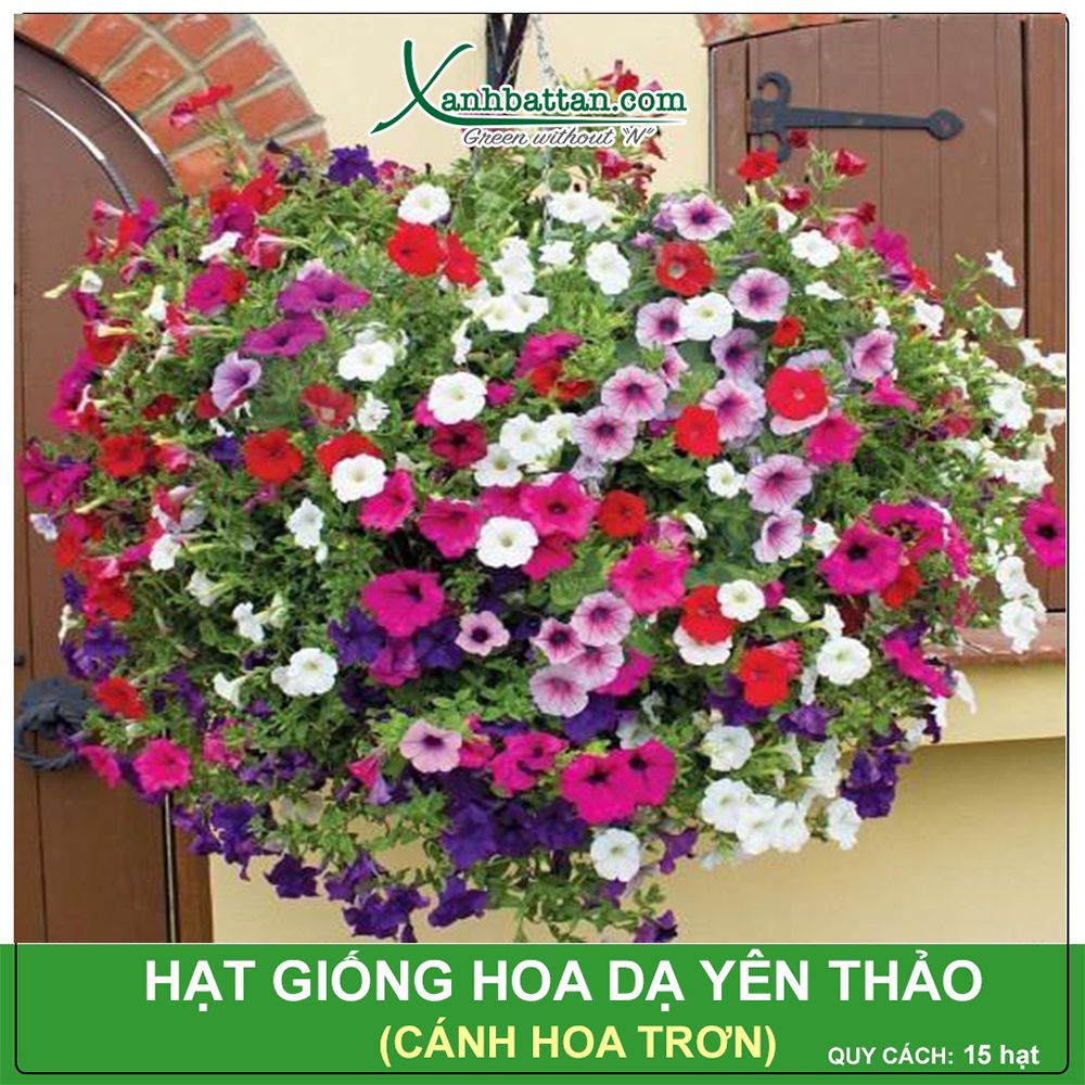 Hạt Giống Hoa Dạ Yến Thảo Trơn F1 Nhiều Màu Gói 15 Hạt