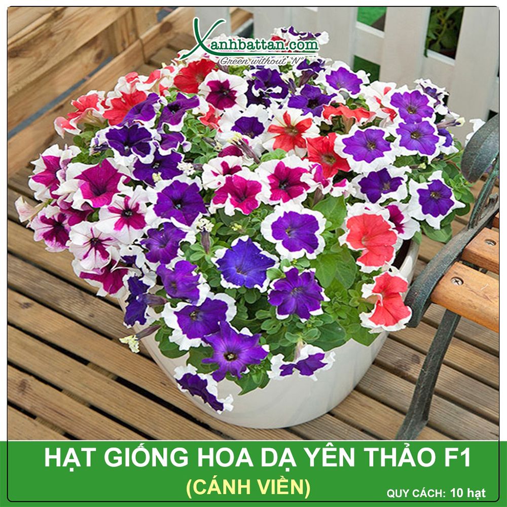 Hạt Giống Hoa Dạ Yến Thảo Viền F1 Gói 10 Hạt