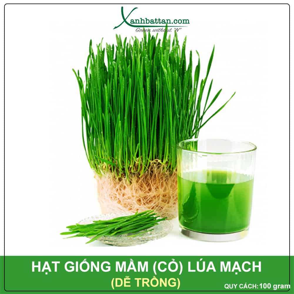 Hạt Giống Mầm Lúa Mạch Phú Nông Dễ Trồng Nảy Mầm Cao Gói 100 Gram