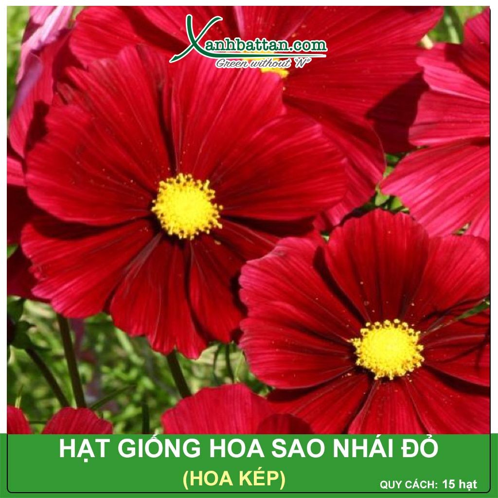 Hạt Giống Hoa Sao Nhái Kép Đỏ Gói 15 Hạt