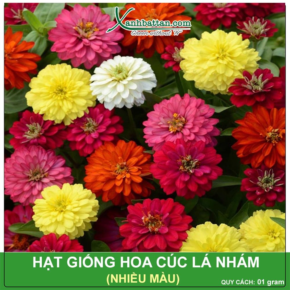 Hạt Giống Hoa Cúc Lá Nhám Gói 0.2 Gram