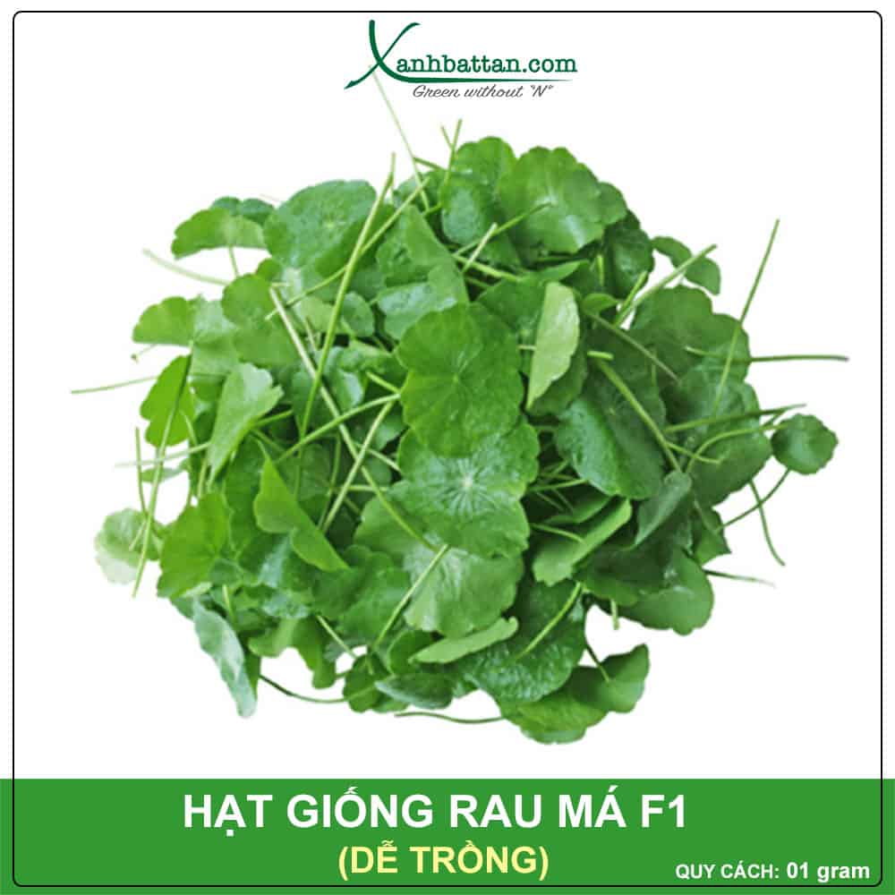 Hạt Giống Rau Má Phú Nông Nảy Mầm Cao, Dễ Trồng Gói 01 Gram