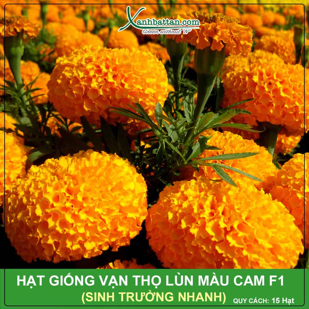 Hạt Giống Hoa Vạn Thọ Lùn Màu Cam F1 Phú Nông Gói 15 Hạt